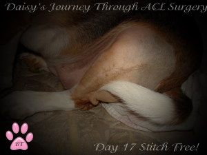 Daisy ACL Incision stitch free (1)