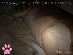 Daisy's ACL incision Day 17 (2)