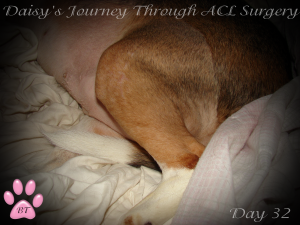 Daisy's ACL Scar day 32