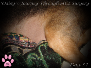 Daisy's ACL surgery day 34