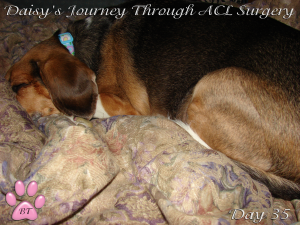 Daisy's ACL surgery day 35